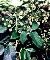 Mackinlaya macrosciadia Flower