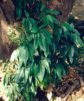 Mackinlaya macrosciadia Form