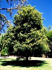 Mallotus philippensis Form