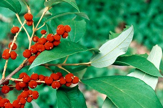 Mallotus philippensis Fruit