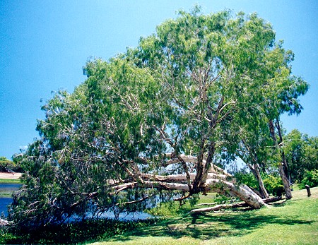 Melaleuca leucadendra Form