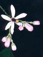 Melia azedarach Flower
