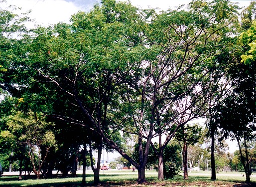 Melia azedarach Form