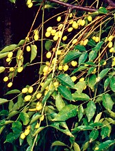 Melia azedarach Fruit