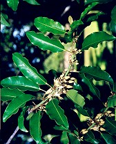 Mimusops elengi Flower