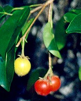 Mimusops elengi Fruit