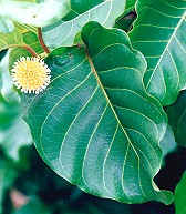 Nauclea orientalis Branch