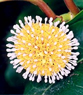 Nauclea orientalis Flower