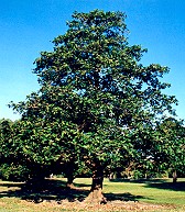 Nauclea orientalis Form