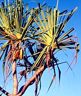 Pandanus whitei Branch