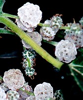 Pipturus argenteus Fruit