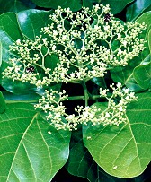 Premna serratifolia Flower