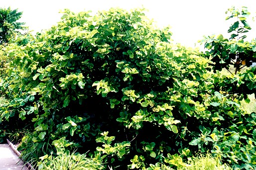 Premna serratifolia Form