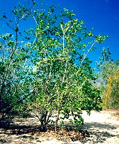 Premna serratifolia Form