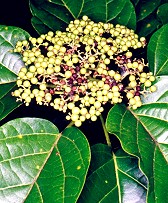 Premna serratifolia Fruit