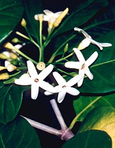 Randia fitzlania Flower