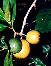 Randia fitzlania Fruit