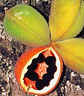 Sterculia quadrifida Fruit