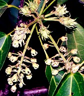 Sterculia quadrifida Flower