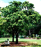 Sterculia quadrifida Form
