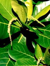 Terminalia catappa Flower