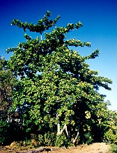 Terminalia catappa Form