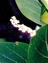 Terminalia catappa Fruit