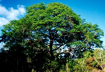 Terminalia seriocarpa Form
