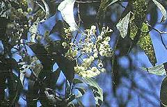 Acacia flavescens branch