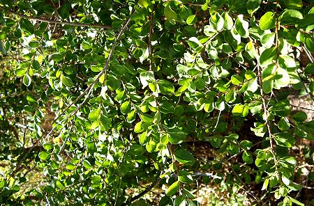 Townsville SOE - State of the Environment Report