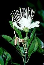 Capparis arborea Flower