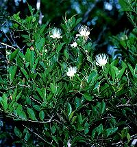 Capparis arborea Branch