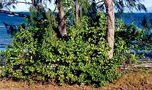 Clerodendrum inerme Form