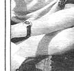 Townsville Bulletin, Friday, March 24, 2000