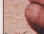 Townsville Bulletin  - Turtles nest on Strand Beach