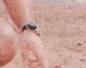 Townsville Bulletin  - Turtles nest on Strand Beach