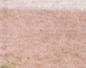 Townsville Bulletin  - Turtles nest on Strand Beach