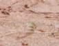 Townsville Bulletin  - Turtles nest on Strand Beach