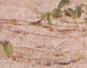 Townsville Bulletin  - Turtles nest on Strand Beach