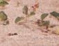 Townsville Bulletin  - Turtles nest on Strand Beach
