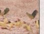 Townsville Bulletin  - Turtles nest on Strand Beach