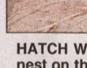 Townsville Bulletin  - Turtles nest on Strand Beach