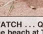 Townsville Bulletin  - Turtles nest on Strand Beach