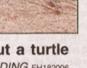 Townsville Bulletin  - Turtles nest on Strand Beach