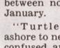 Townsville Bulletin  - Turtles nest on Strand Beach