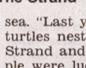 Townsville Bulletin  - Turtles nest on Strand Beach