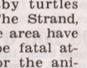Townsville Bulletin  - Turtles nest on Strand Beach