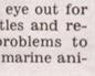 Townsville Bulletin  - Turtles nest on Strand Beach
