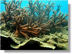Hard Coral on the Great Barrier Reef