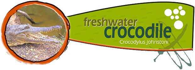 Freshwater crocodile (Crocodylus johnstoni)